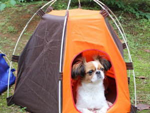 Doggie Tent